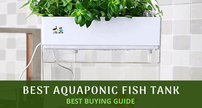 Aquaponic Fish Tank – Small Scale Gardener