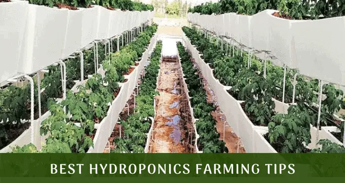 11 Tips Before Starting Hydroponics  Farming  Small Scale  