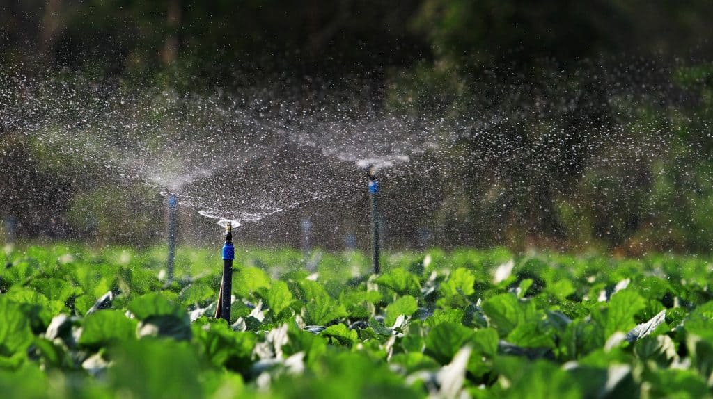 drip irrigation