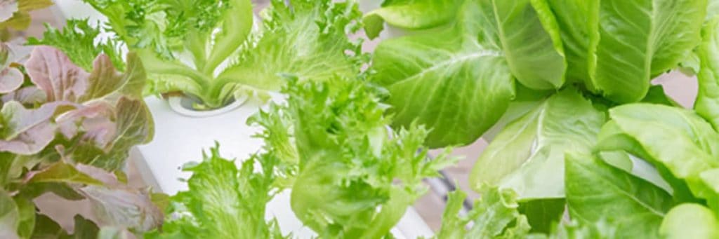 hydroponic farming lettuce