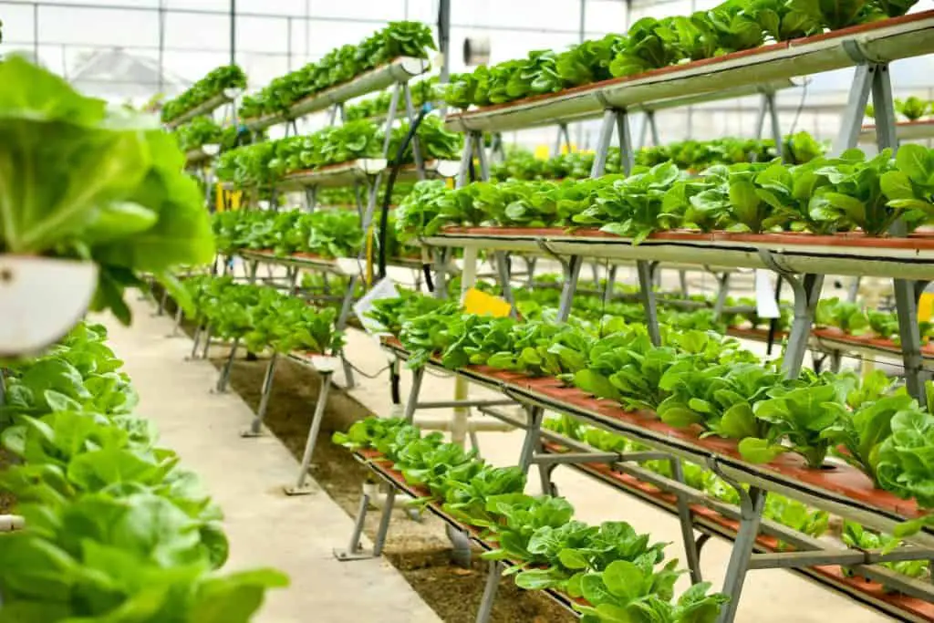 Organic vertical hydroponic farm