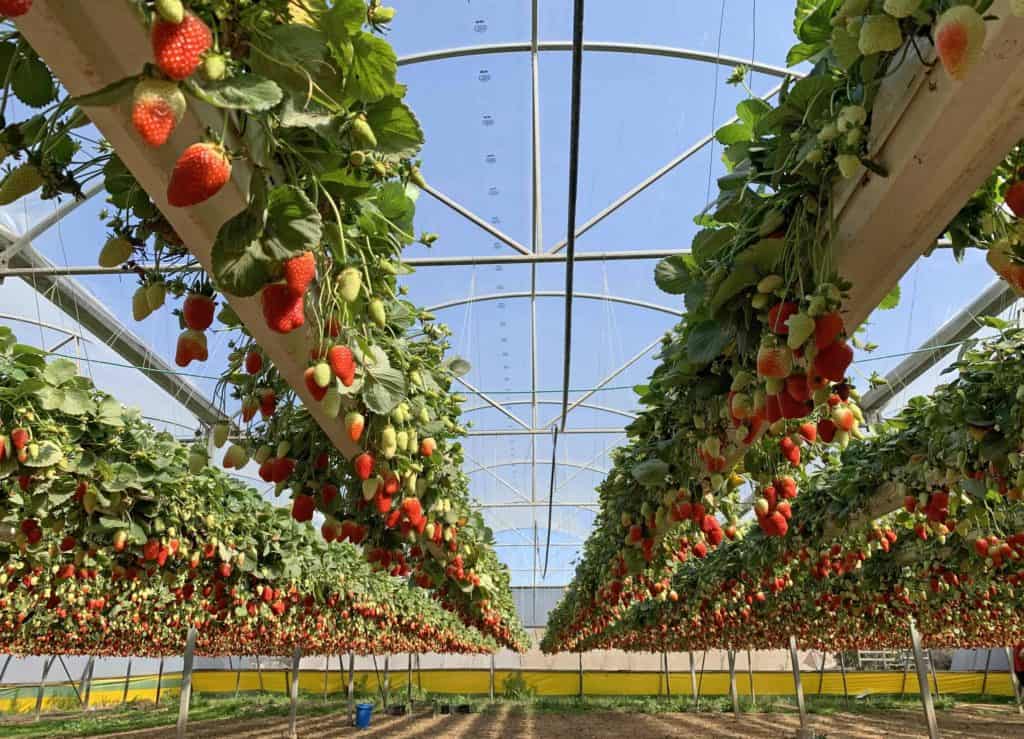 organic hydroponic strawberry