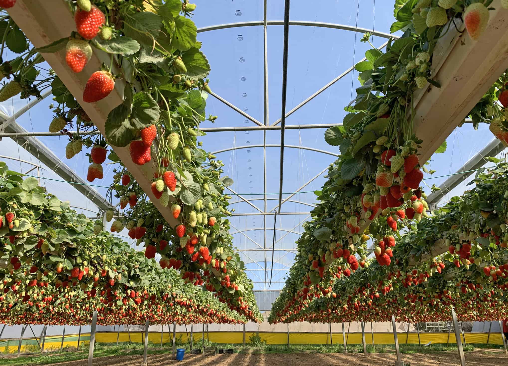 Strawberry Hydroponic Greenhouse