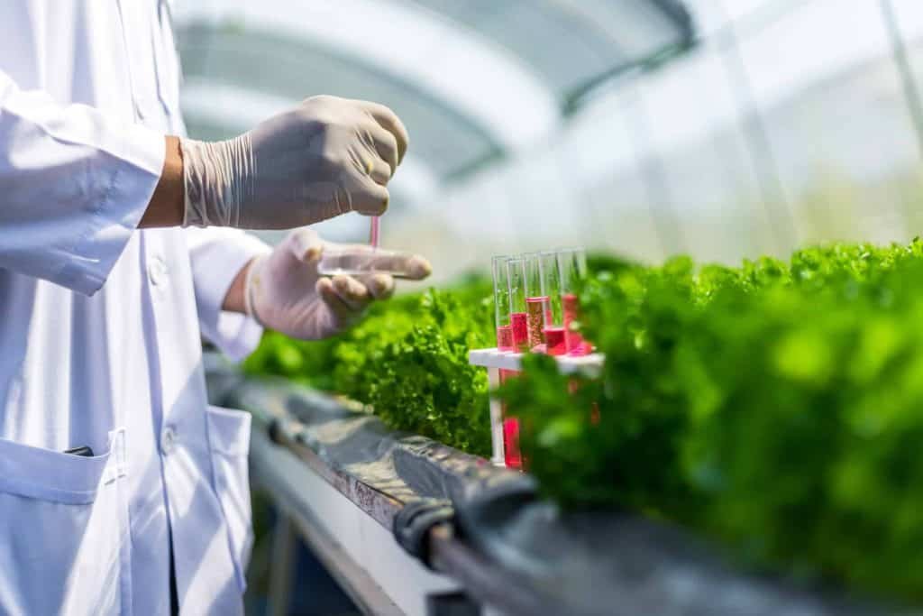 hydroponic garden