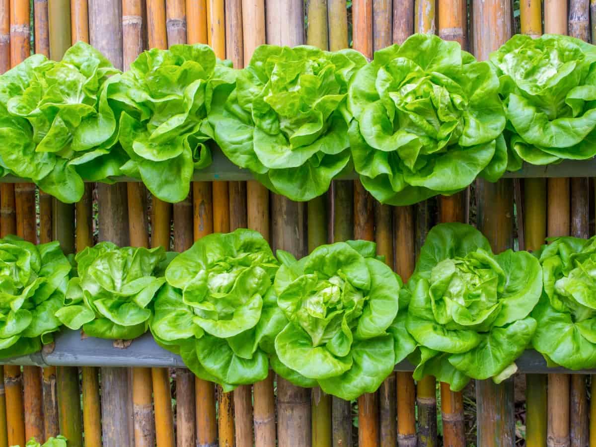 vertical lettuce garden – Small Scale Gardener