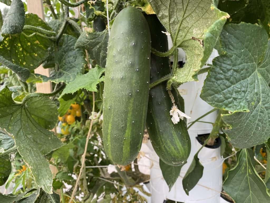 cucmbers grown aeroponically