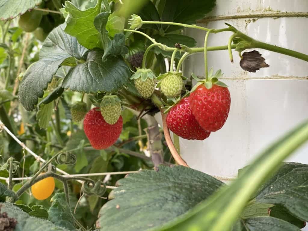 strawberries grown aeroponically