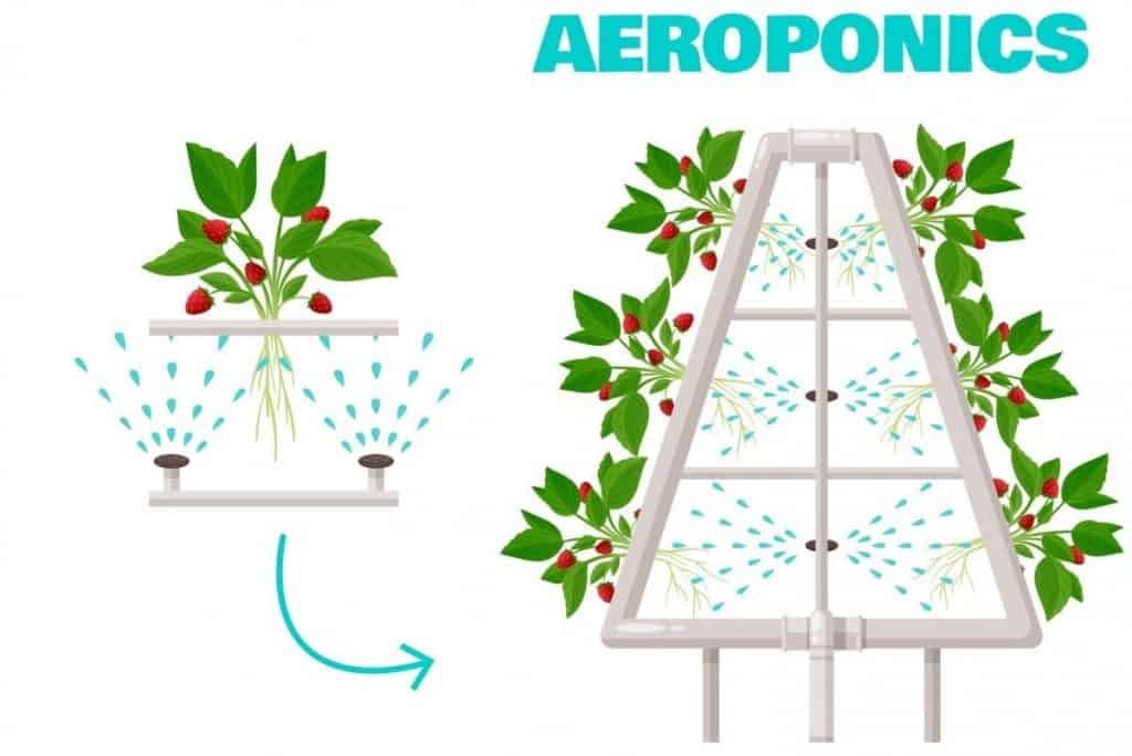 What is Aeroponics and How Does it Work? – Small Scale Gardener