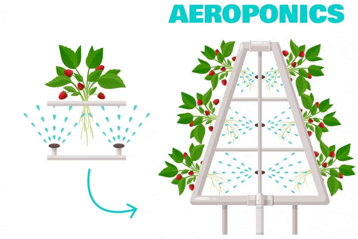 what-is-aeroponics-and-how-does-it-work-small-scale-gardener