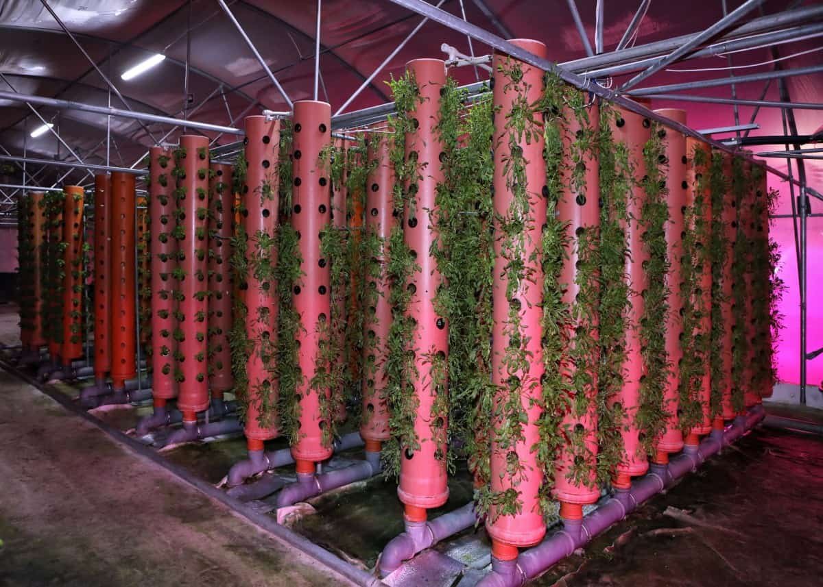 What is Aeroponics and How Does it Work? – Small Scale Gardener