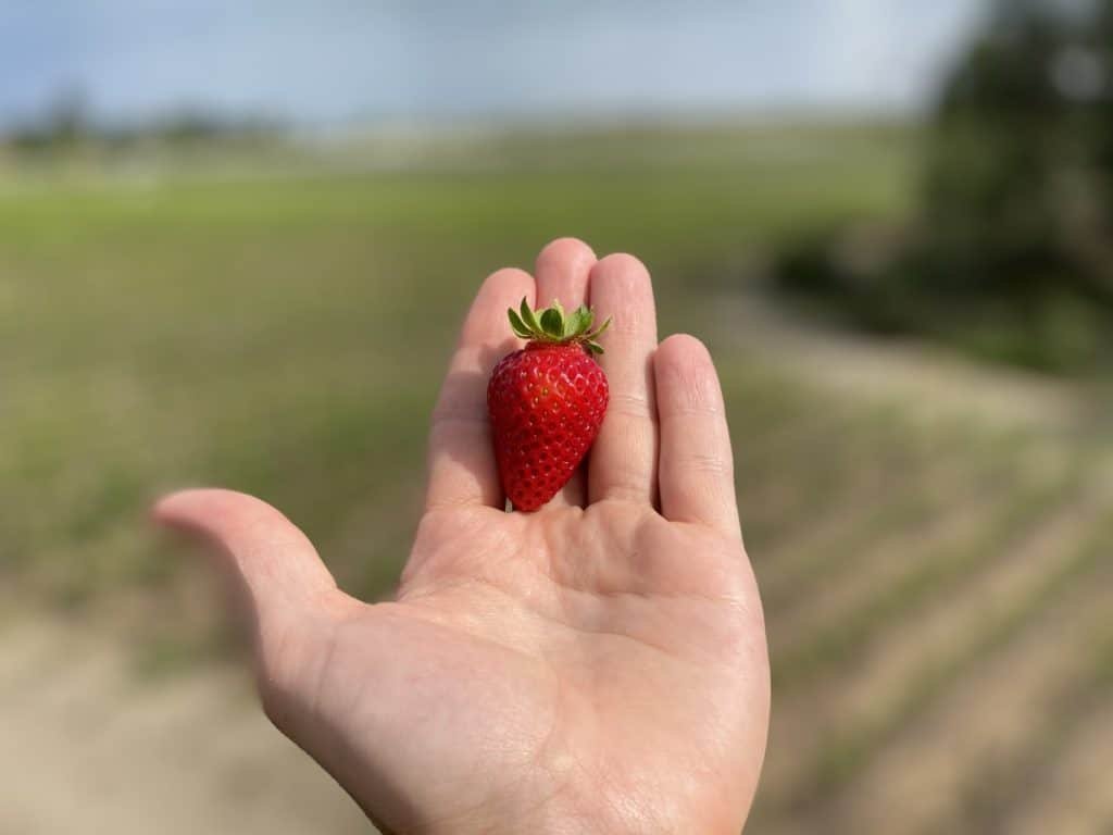 Strawberry without soil