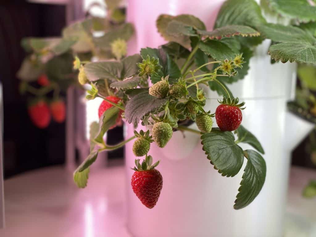 Hydro Strawberries