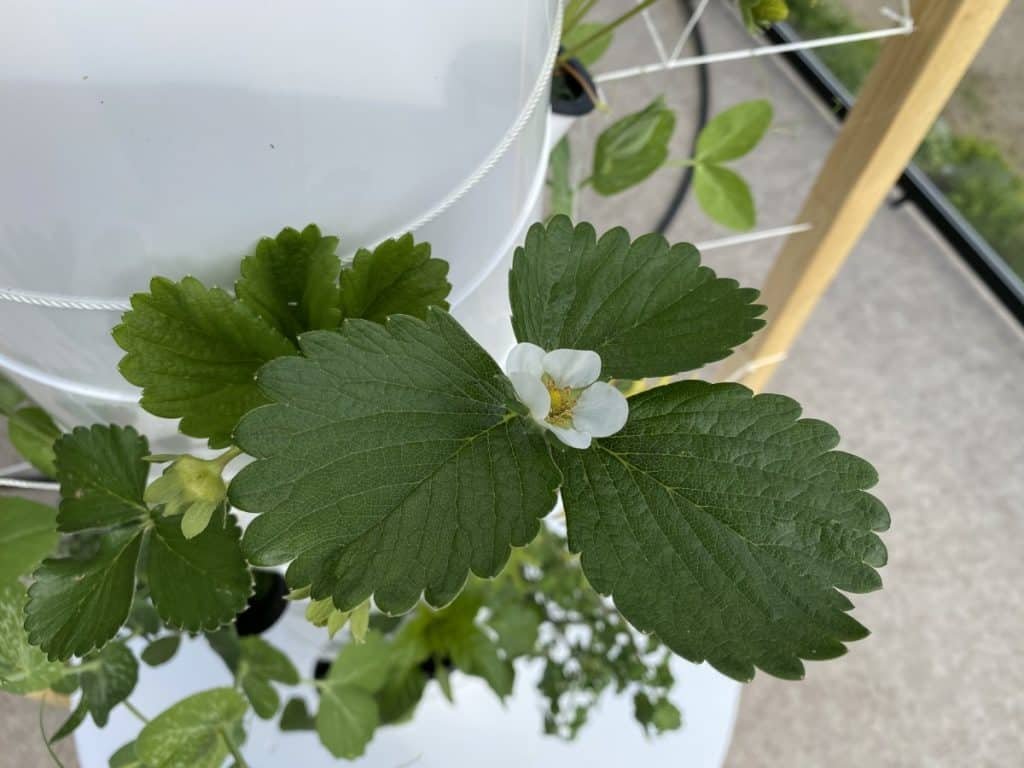 Strawberry flower