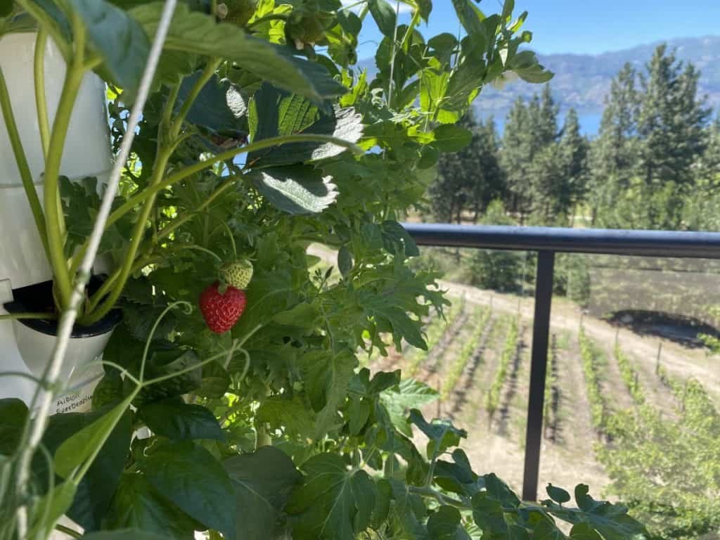 Vertical Garden Strawberry