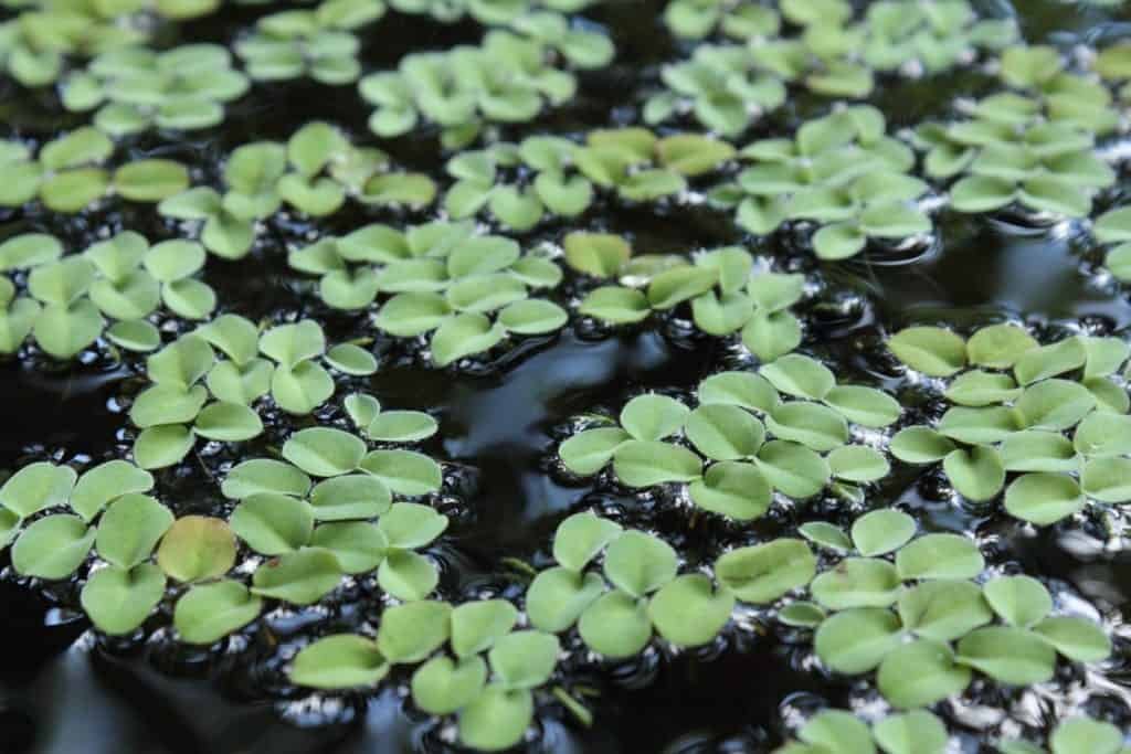 duckweed