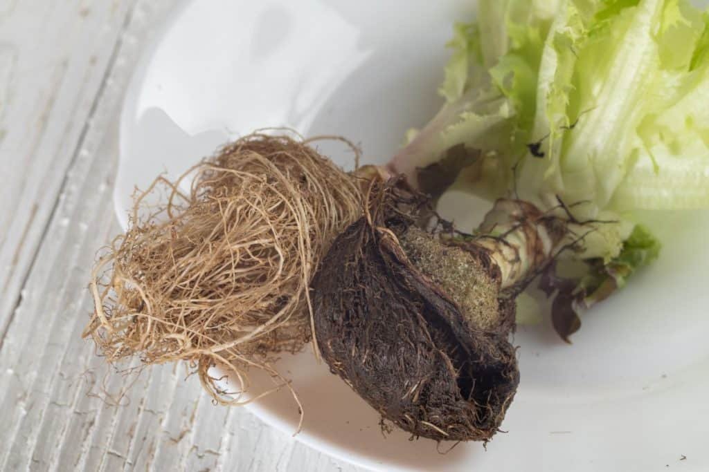 root rot in hydroponics