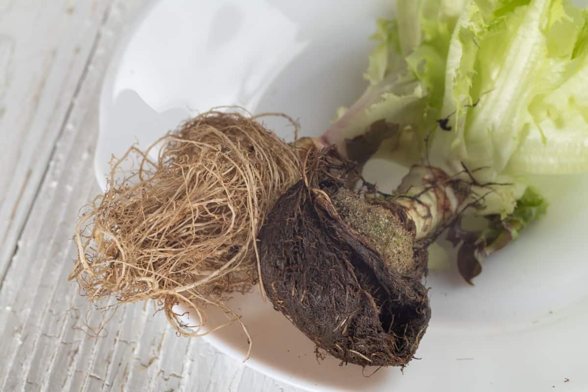 12 Common Plant Problems in Hydroponics and How to Fix Them – Small ...
