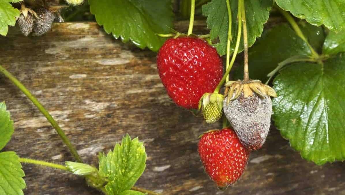 gray mold on strawberry