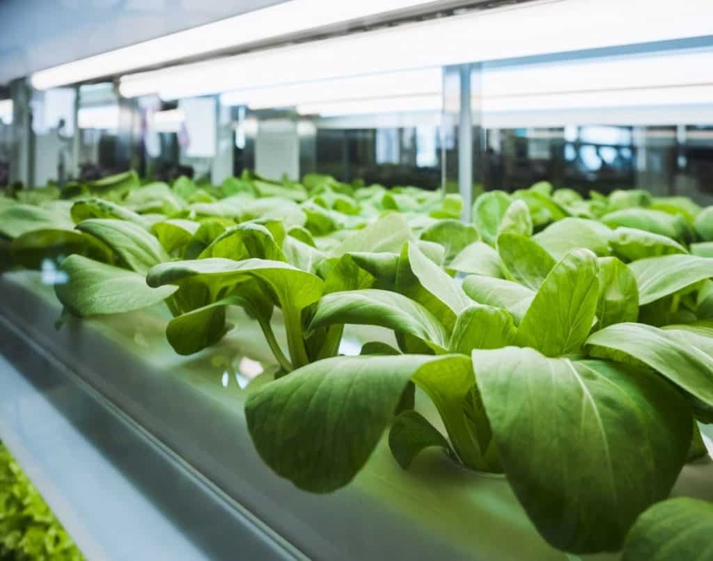 Greens Under Grow lights