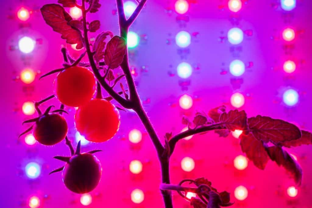 Grow Light Spectrum