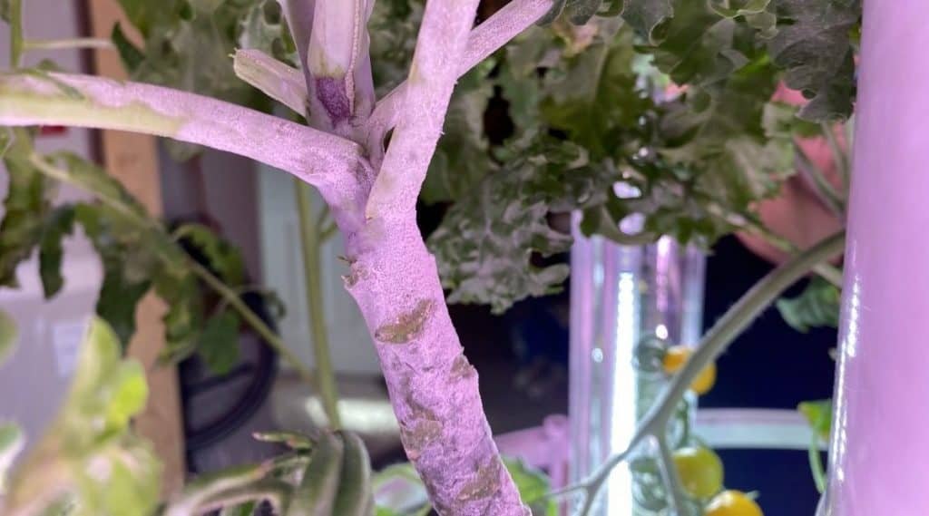 12 Common Plant Problems in Hydroponics and How to Fix Them – Small ...