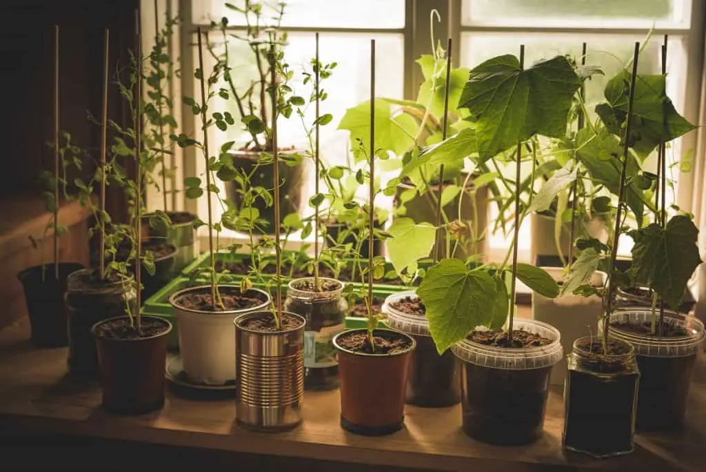 Grow Vegetables indoors
