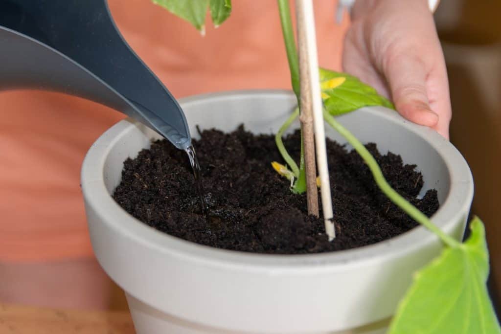 water indoor vegetables