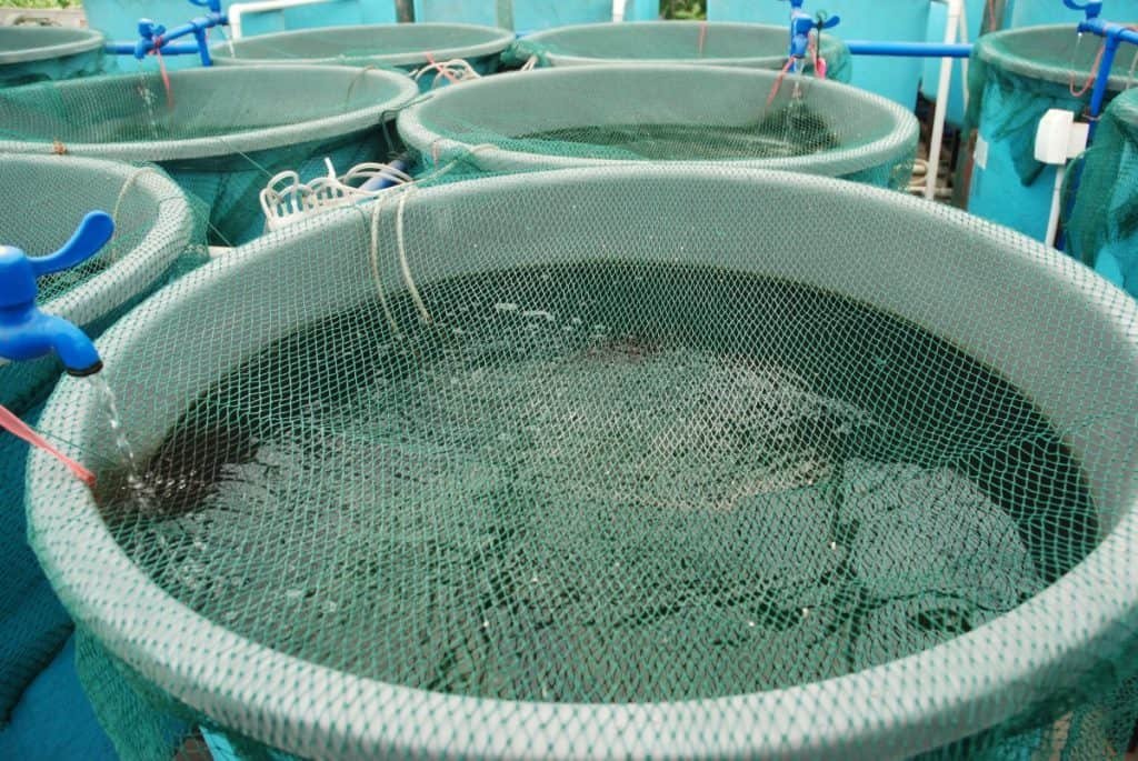 Aquaponics