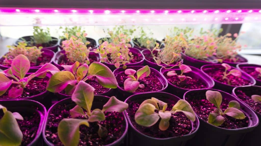 plants purple light