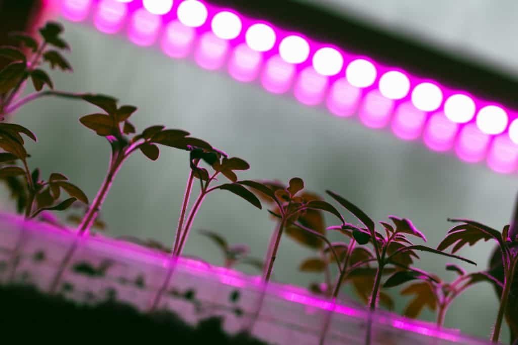 Purple grow lights