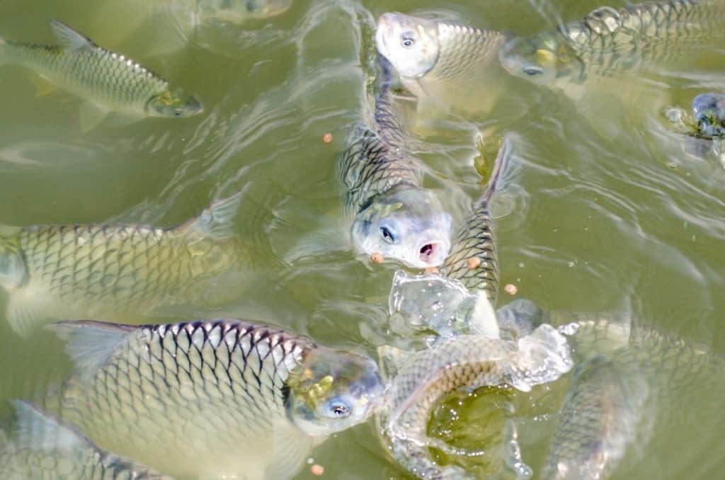 Tilapia aquaponics