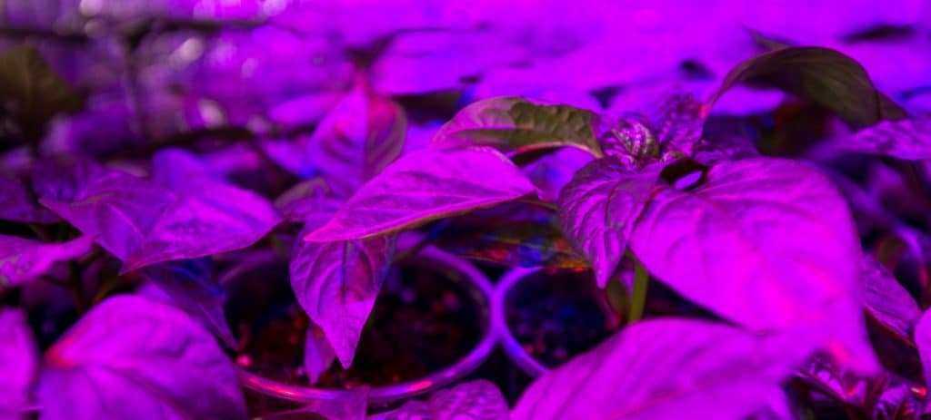 purple light on herbs