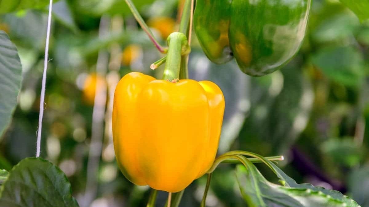 How To Grow Peppers In A Grow Tent? Small Scale Gardener