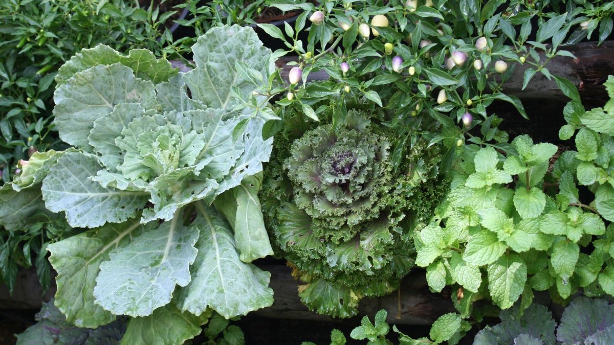 Lettuce, kale, pepper and mint vegetable in a vertical garden