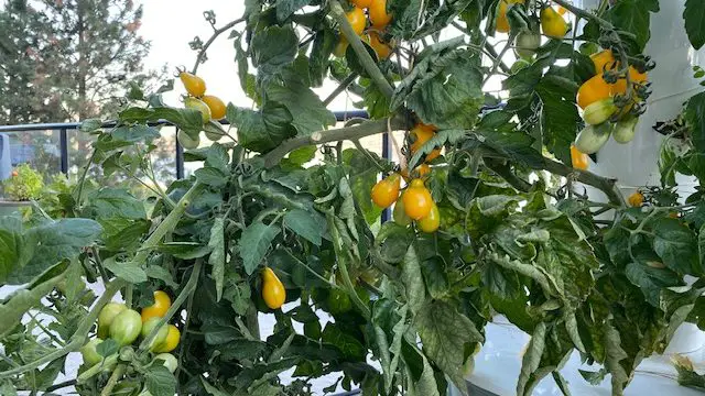 yellow pear tomatoes growing in a Tower Garden