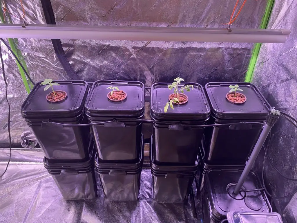 aeroponic bucket system in a grow tent with tomatoes and cucumber seedlings
