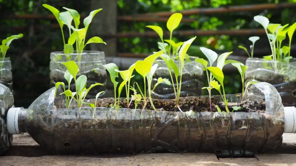 Vegetable seedlings are planted in recycled plastic bottles. Planted in a bottle. Plastic recycle