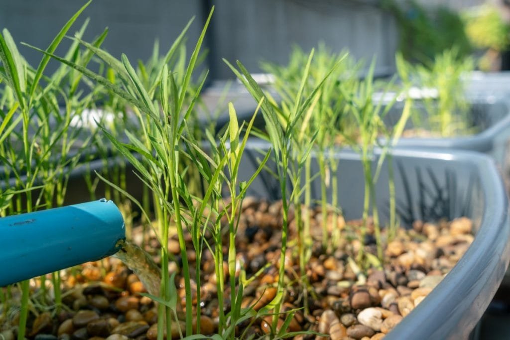 Many morning glory are germinating in the aquaponics system.