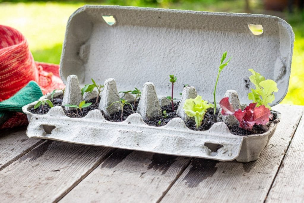 Vegetable seedlings growing in reused egg box outside on garden table. Recycle, reuse to reduce waste and grow your own food, victory garden, home farm self sufficiency