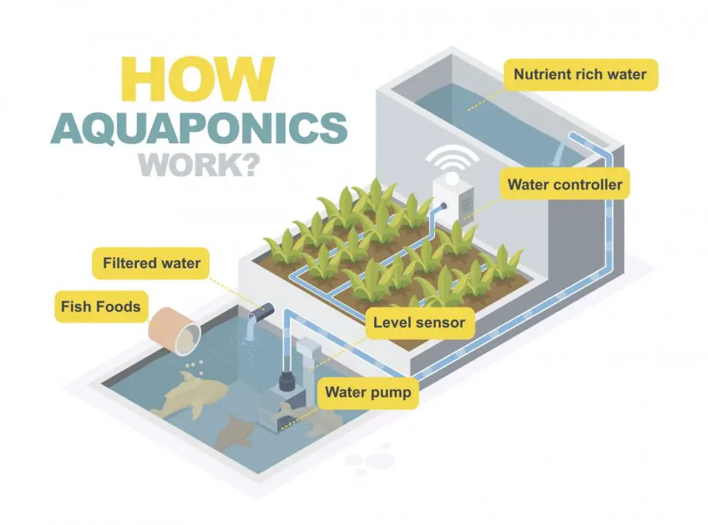 how aquaponics works, water is pumped from a fish tank to a holding tank where is flows through the hydroponic grow medium and then back to the fish tank
