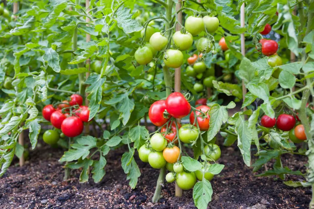 Indeterminate (cordon) tomato vine plants growing outside in an English garden UK
