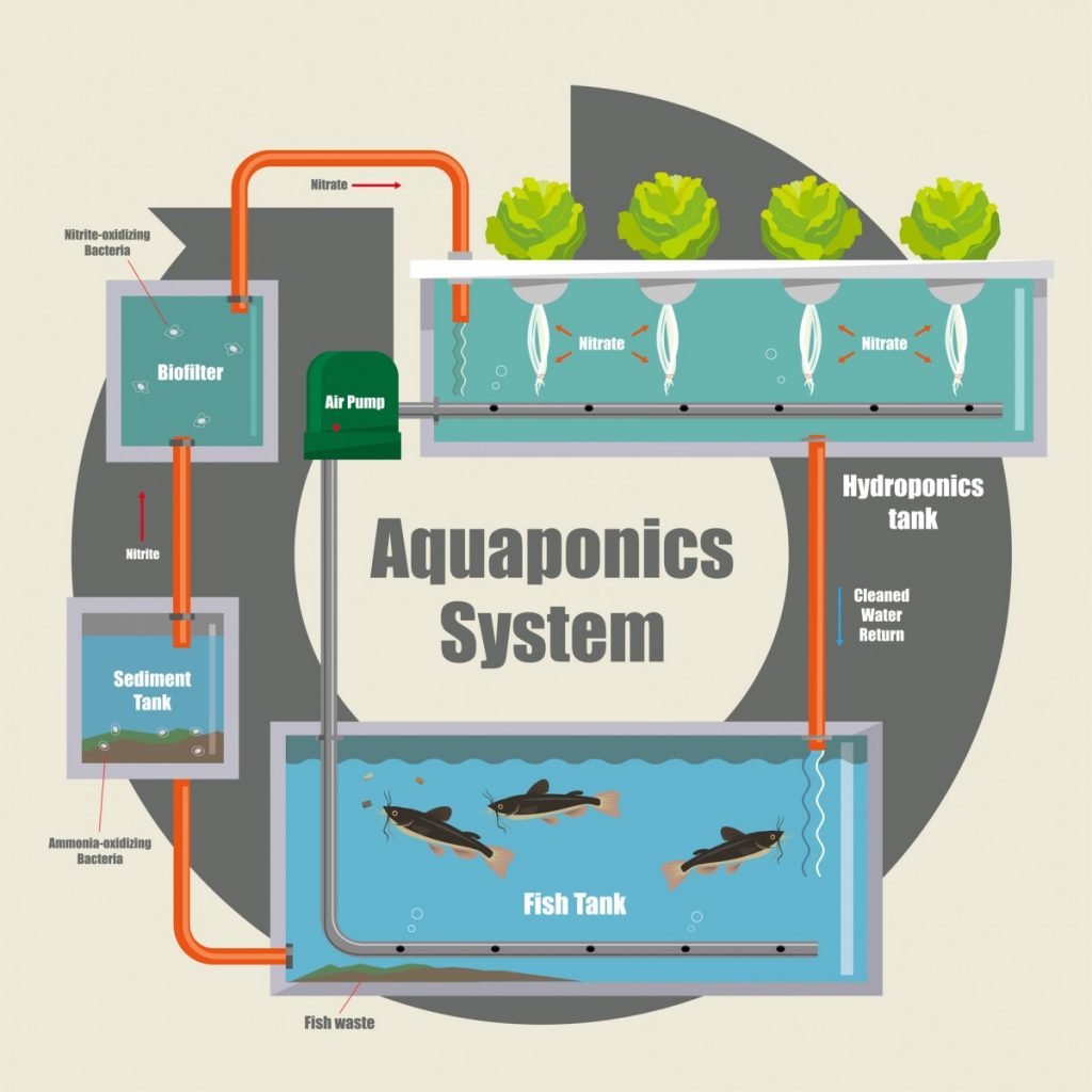 how aquaponics works, water is pumped from a fish tank to a holding tank where is flows through the hydroponic grow medium and then back to the fish tank