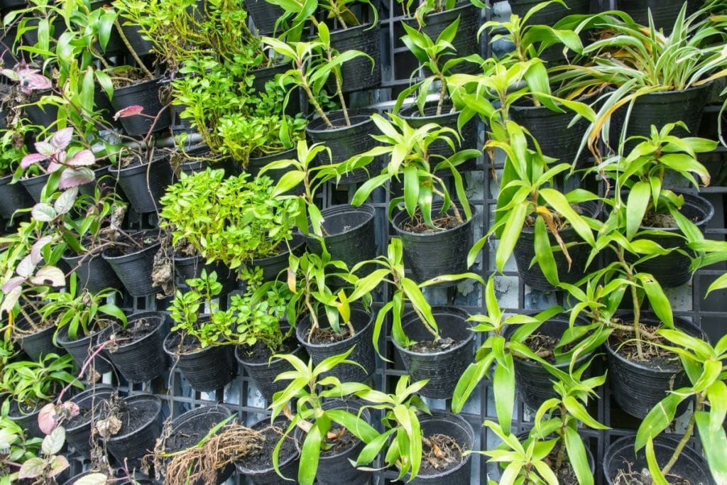 Close up many vertical farm green plant pattern in pot cultivation on steel grating