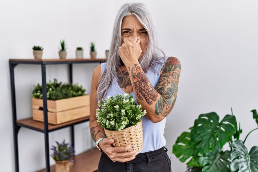 Middle age grey-haired woman holding green plant pot at home smelling something stinky and disgusting, intolerable smell, holding