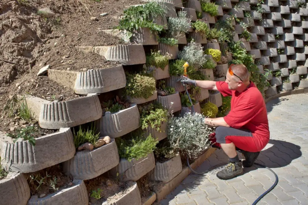 Man, gardener maintains flowers in retaining concrete wall